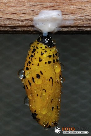 vystava-tropickych-motylu-2011-04