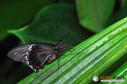 vystava-tropickych-motylu-2011-03