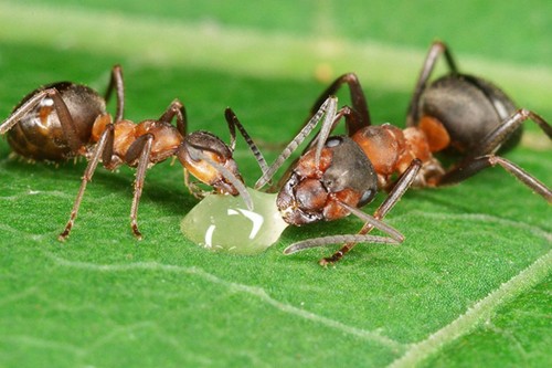 veronika-souralova-100 mravenec Formica s kapkou medu w.jpg